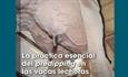 La prctica esencial del predipping en las vacas lecheras
