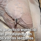 La prctica esencial del predipping en las vacas lecheras