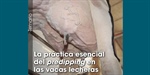 La prctica esencial del predipping en las vacas lecheras