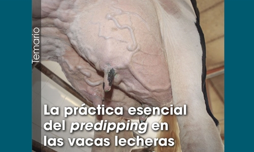 La prctica esencial del predipping en las vacas lecheras