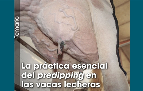 La prctica esencial del predipping en las vacas lecheras