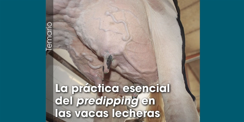 La prctica esencial del predipping en las vacas lecheras