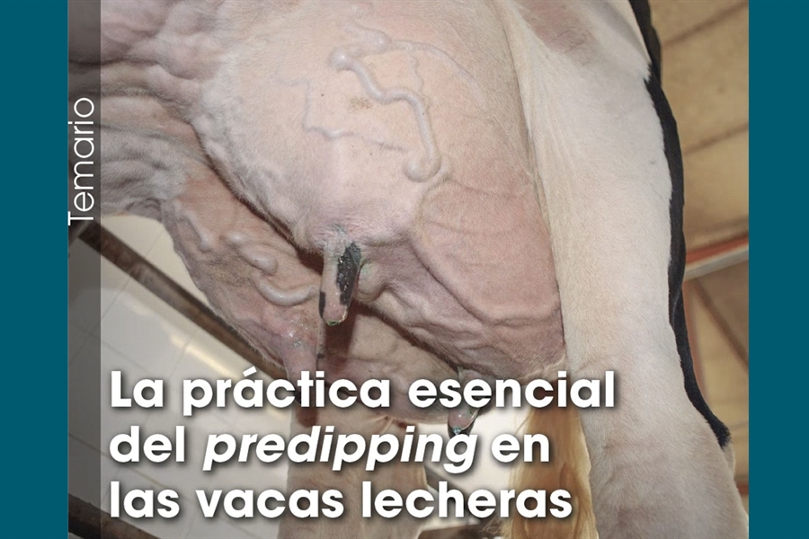 La prctica esencial del predipping en las vacas lecheras