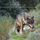 Organizaciones ganaderas cntabras defienden la extraccin de lobos para salvar el sector
