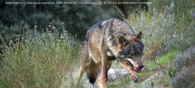 Organizaciones ganaderas cntabras defienden la extraccin de lobos para salvar el sector