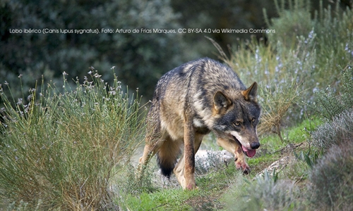 Organizaciones ganaderas cntabras defienden la extraccin de lobos...
