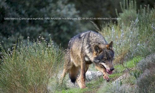 Organizaciones ganaderas cntabras defienden la extraccin de lobos...