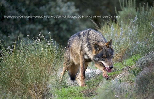 Organizaciones ganaderas cntabras defienden la extraccin de lobos...