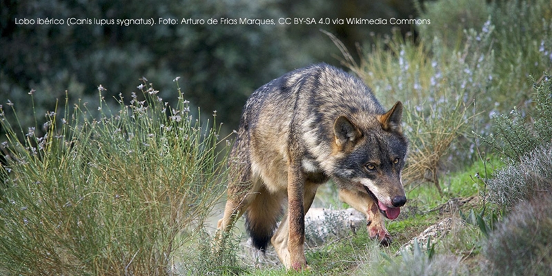 Organizaciones ganaderas cntabras defienden la extraccin de lobos para salvar el sector