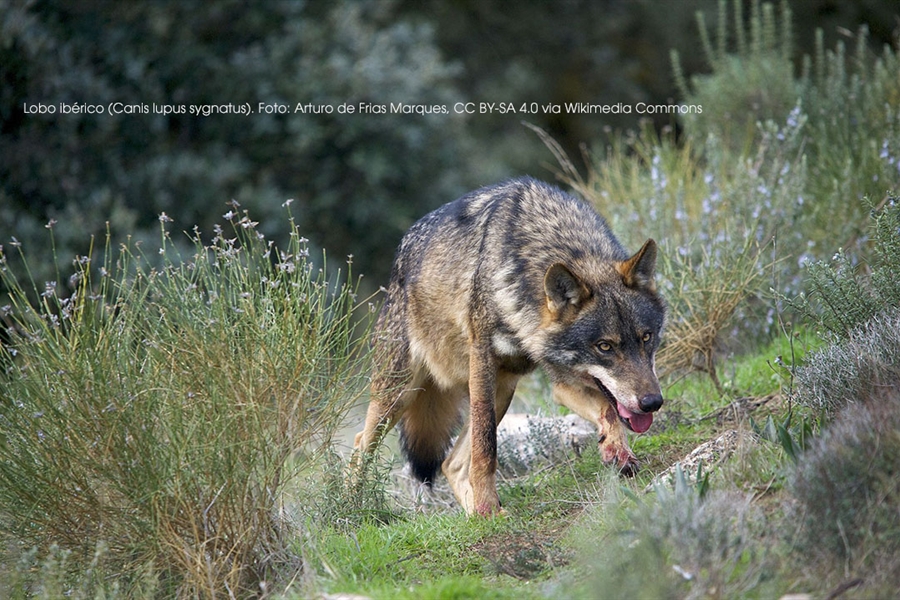 Organizaciones ganaderas cntabras defienden la extraccin de lobos...