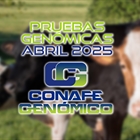 Actualizacin de las pruebas genmicas de Hembras CONAFE Abril 2025