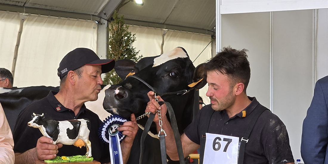 821 Duran Sailing Cardinals (Mas Gelats Vell), Vaca Gran Campeona de...