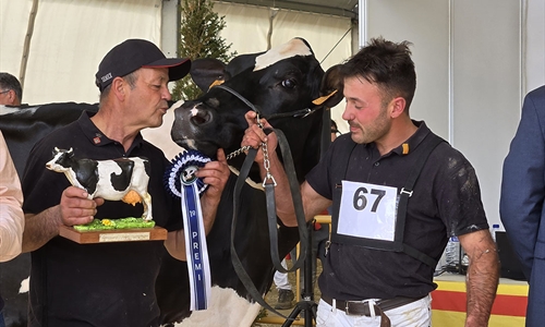 821 Duran Sailing Cardinals (Mas Gelats Vell), Vaca Gran Campeona de...