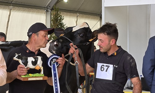 821 Duran Sailing Cardinals (Mas Gelats Vell), Vaca Gran Campeona de...