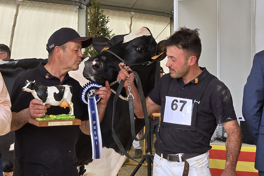 821 Duran Sailing Cardinals (Mas Gelats Vell), Vaca Gran Campeona de...