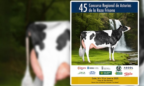 45 Concurso Regional de Asturias de la Raza Frisona 2025