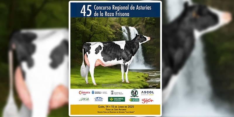 45 Concurso Regional de Asturias de la Raza Frisona 2025