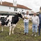 Cudaa Arenetes Dallas (Cudaa), Vaca Gran Campeona del Concurso Frisn de Galizano 2025