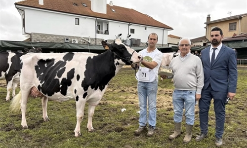 Cudaa Arenetes Dallas (Cudaa), Vaca Gran Campeona del Concurso Frisn...