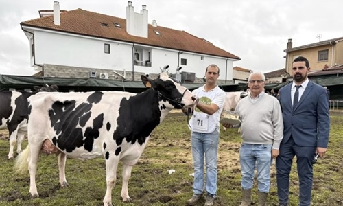 Cudaa Arenetes Dallas (Cudaa), Vaca Gran Campeona del Concurso Frisn...