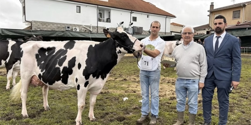 Cudaa Arenetes Dallas (Cudaa), Vaca Gran Campeona del Concurso Frisn de Galizano 2025