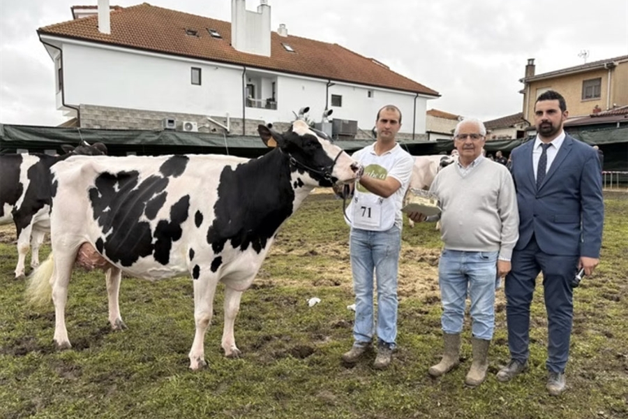 Cudaa Arenetes Dallas (Cudaa), Vaca Gran Campeona del Concurso Frisn...