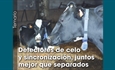 Detectores de celo y sincronizacin, juntos mejor que separados