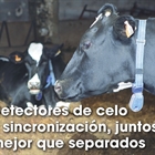 Detectores de celo y sincronizacin, juntos mejor que separados
