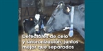 Detectores de celo y sincronizacin, juntos mejor que separados