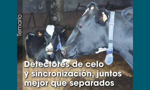 Detectores de celo y sincronizacin, juntos mejor que separados