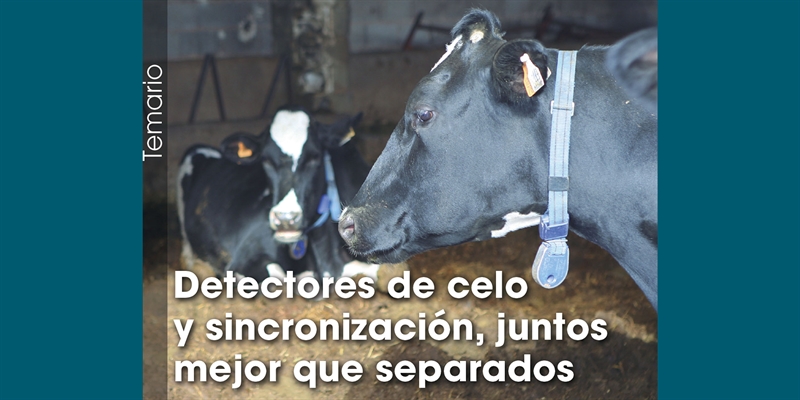 Detectores de celo y sincronizacin, juntos mejor que separados