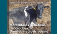 Seleccin gentica de la raza Frisona: Marcadores genticos asociados a la paratuberculosis bovina