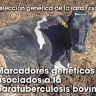 Seleccin gentica de la raza Frisona: Marcadores genticos asociados a la paratuberculosis bovina