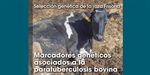 Seleccin gentica de la raza Frisona: Marcadores genticos asociados a la paratuberculosis bovina