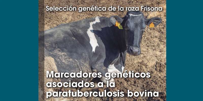 Seleccin gentica de la raza Frisona: Marcadores genticos asociados a la paratuberculosis bovina