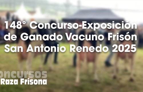 148 Concurso Exposicin Ganado Vacuno Frisn San Antonio Renedo 2025