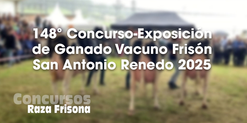 148 Concurso Exposicin Ganado Vacuno Frisn San Antonio Renedo 2025