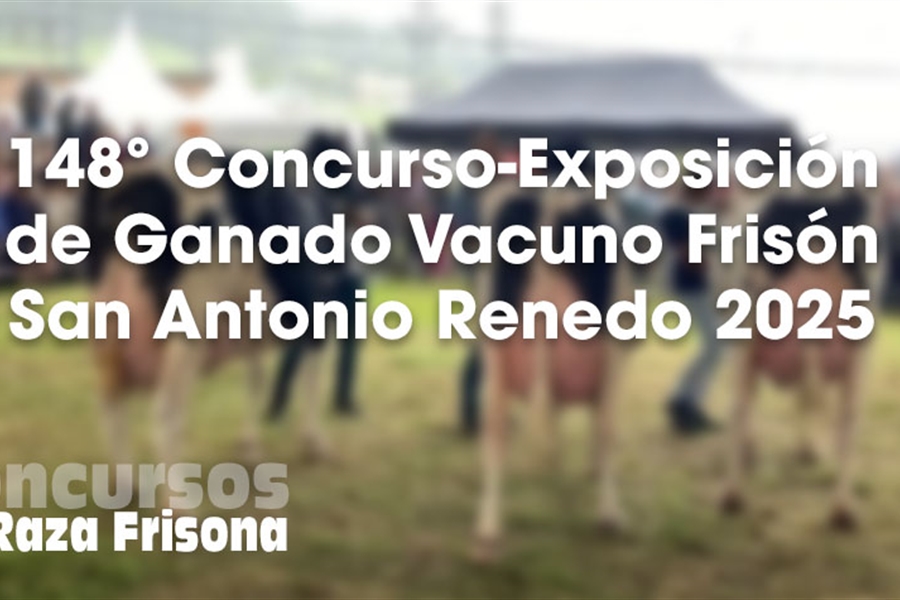 148 Concurso Exposicin Ganado Vacuno Frisn San Antonio Renedo 2025