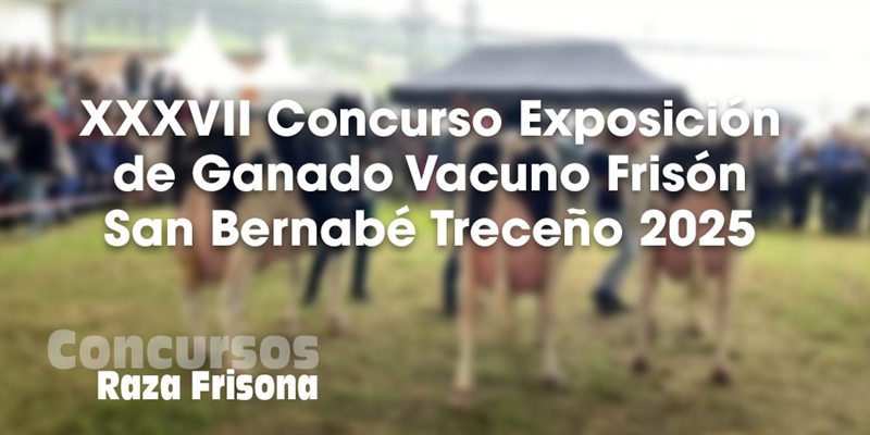 XXXVII Concurso Exposicin de Ganado Vacuno Frisn San Bernab Treceo 2025