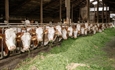 #RealidadGanadera: Bienestar animal, equilibrando la responsabilidad tica y la sostenibilidad econmica