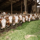 #RealidadGanadera: Bienestar animal, equilibrando la responsabilidad tica y la sostenibilidad econmica