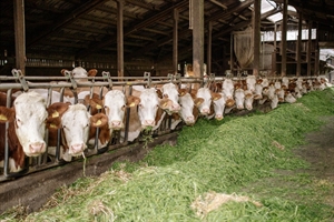 #RealidadGanadera: Bienestar animal, equilibrando la responsabilidad tica y la sostenibilidad econmica