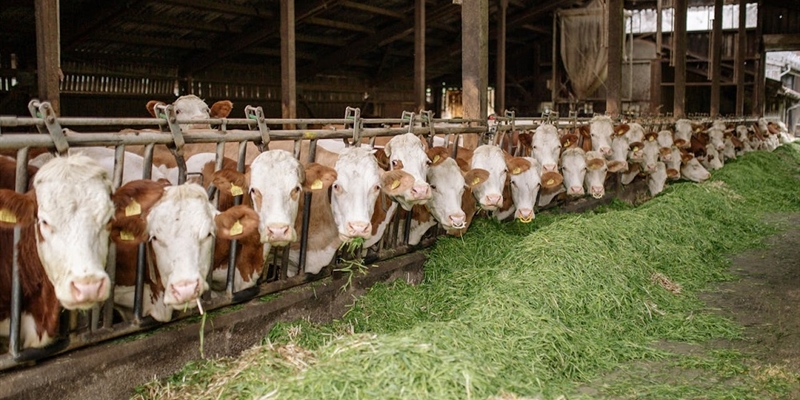 #RealidadGanadera: Bienestar animal, equilibrando la responsabilidad tica y la sostenibilidad econmica