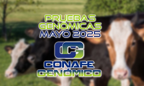 Actualizacin de las pruebas genmicas de Hembras CONAFE Mayo 2025