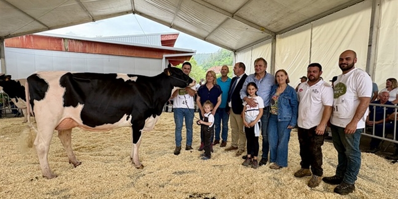 Cudaa Aply Delta-Lambda Et, Vaca Gran Campeona en el Concurso Frisn de Treceo 2025