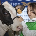 Otra mirada al Concurso Regional de Asturias de la Raza Frisona 2025