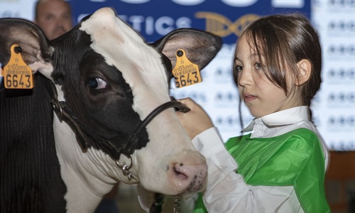 Otra mirada al Concurso Regional de Asturias de la Raza Frisona 2025