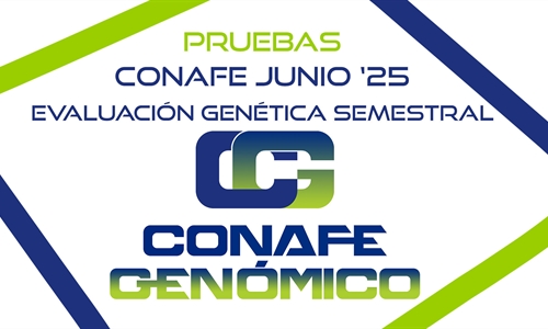 Nuevas pruebas CONAFE junio 2025 de raza frisona