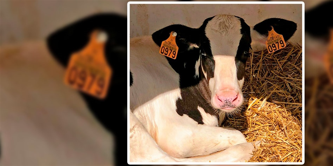 COAG rechaza la obligacin del crotal electrnico en las vacas en vigor...