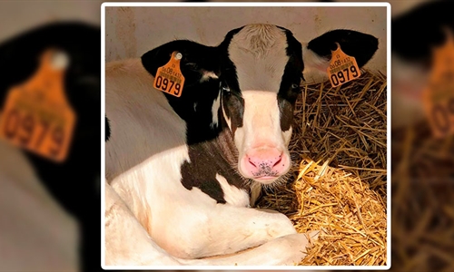 COAG rechaza la obligacin del crotal electrnico en las vacas en vigor...